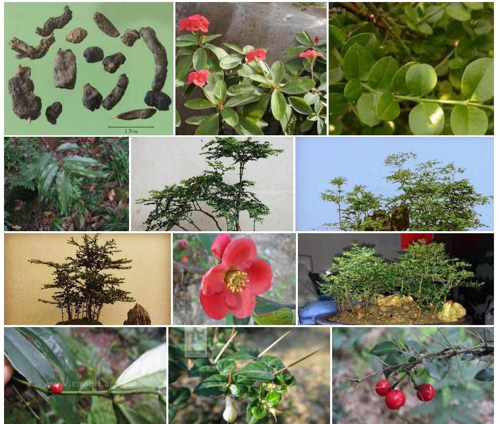 西南虎刺照片和图片/