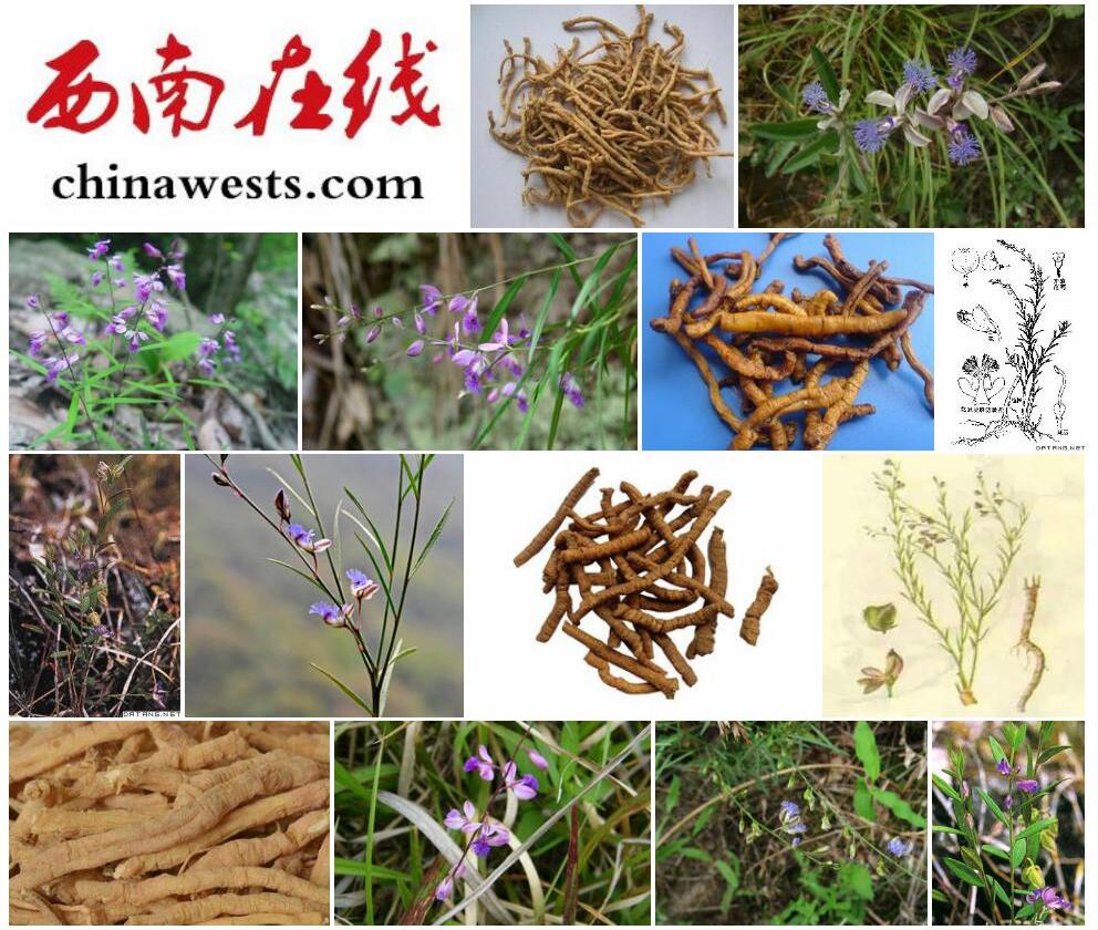 西南远志照片和图片/