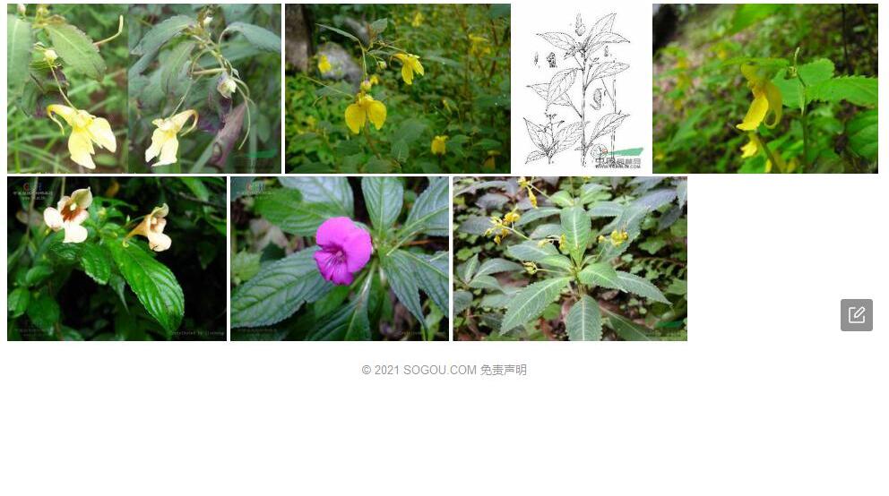 西固凤仙花照片和图片/