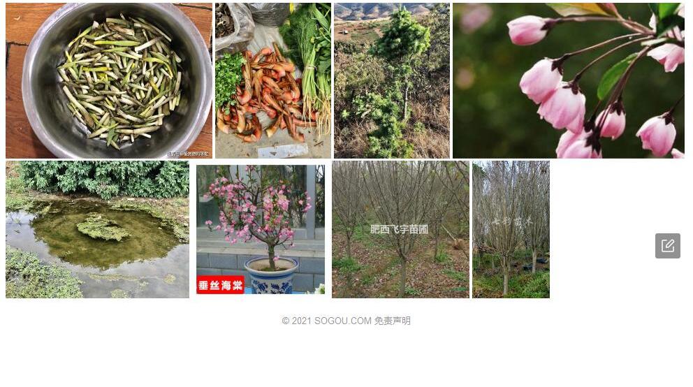 西垂茉莉照片和图片/