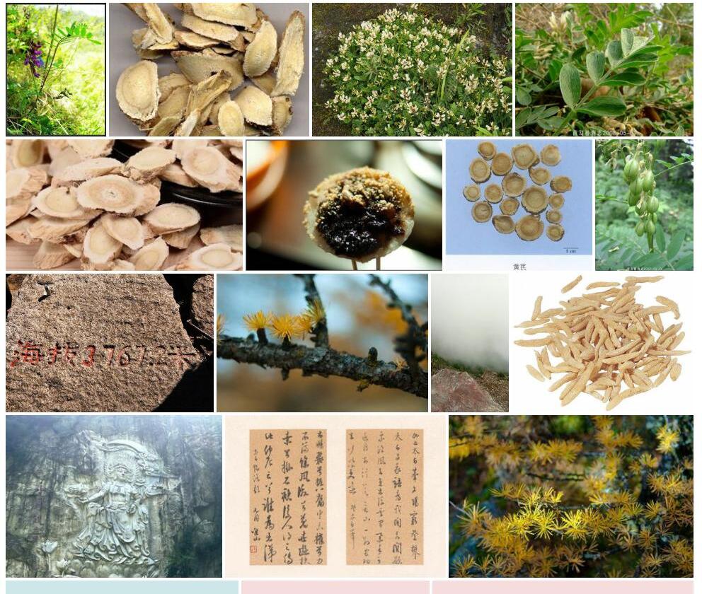 西太白黄耆照片和图片/