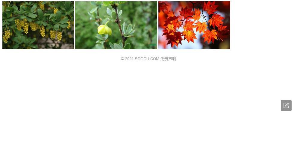 西山小檗照片和图片/