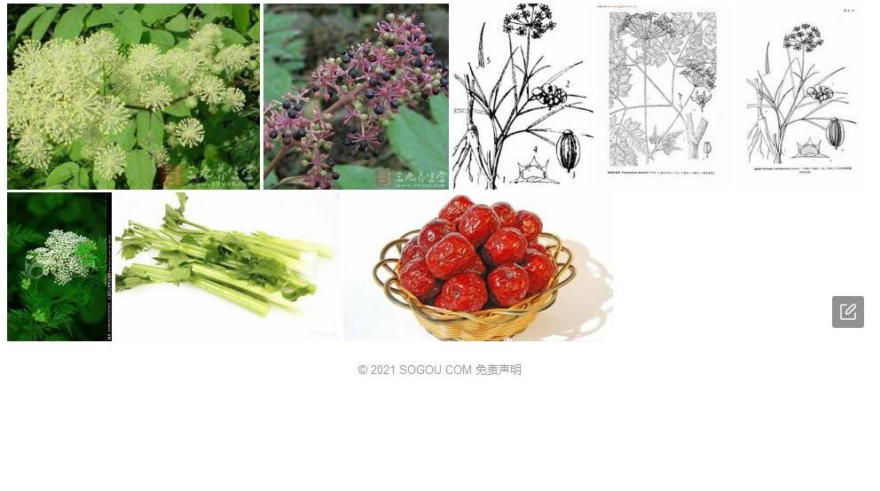 西归芹照片和图片/