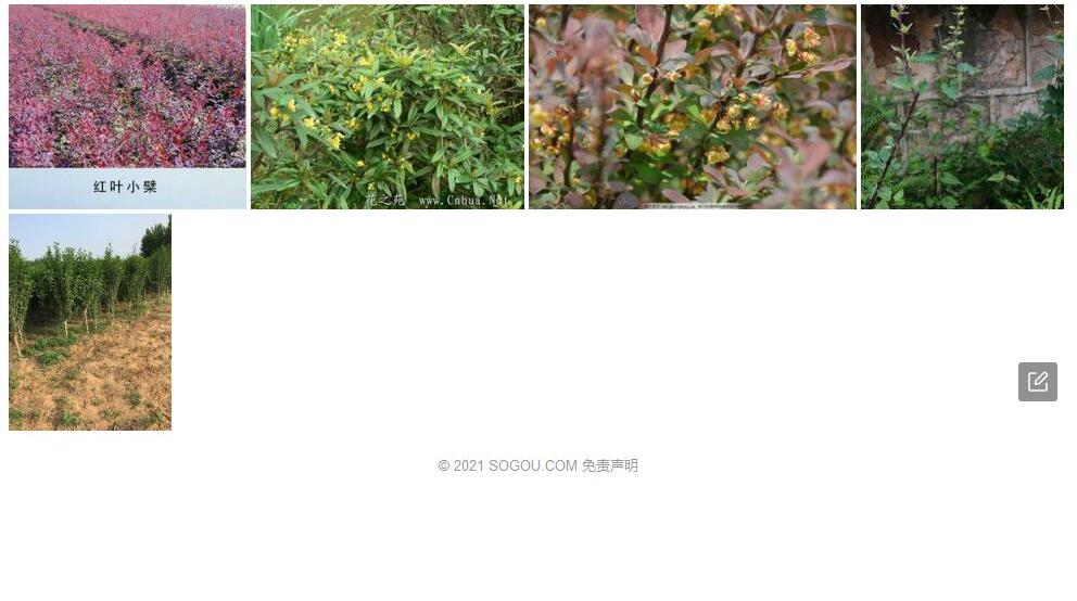 西昌小檗照片和图片/