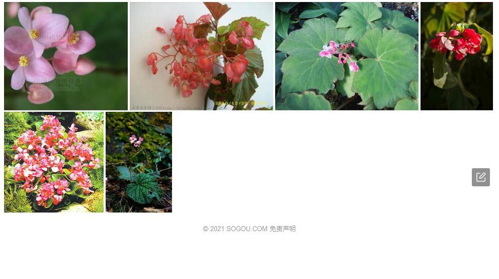 西江秋海棠照片和图片/