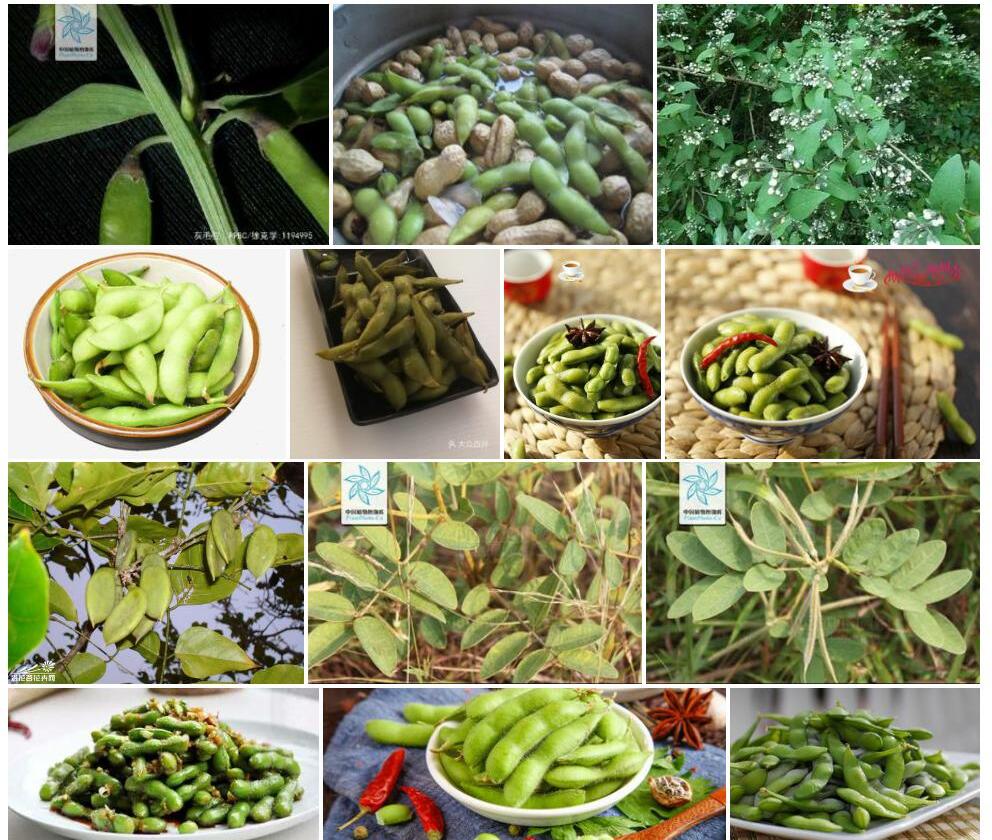 西沙灰毛豆照片和图片/