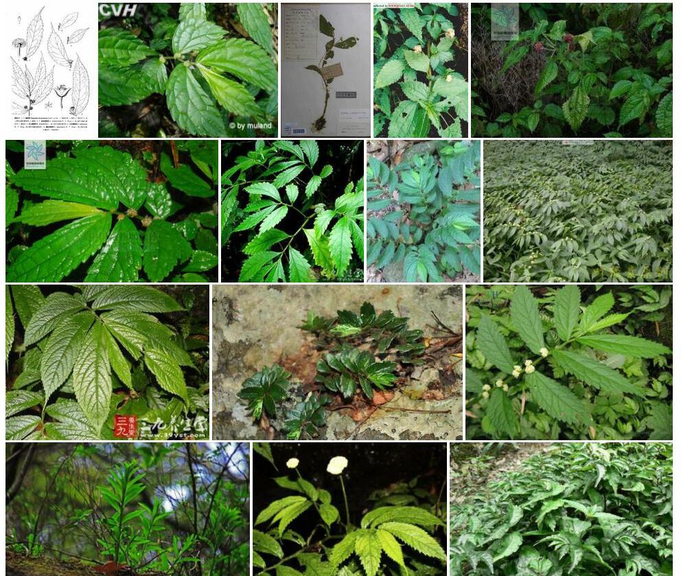 西畴楼梯草照片和图片/