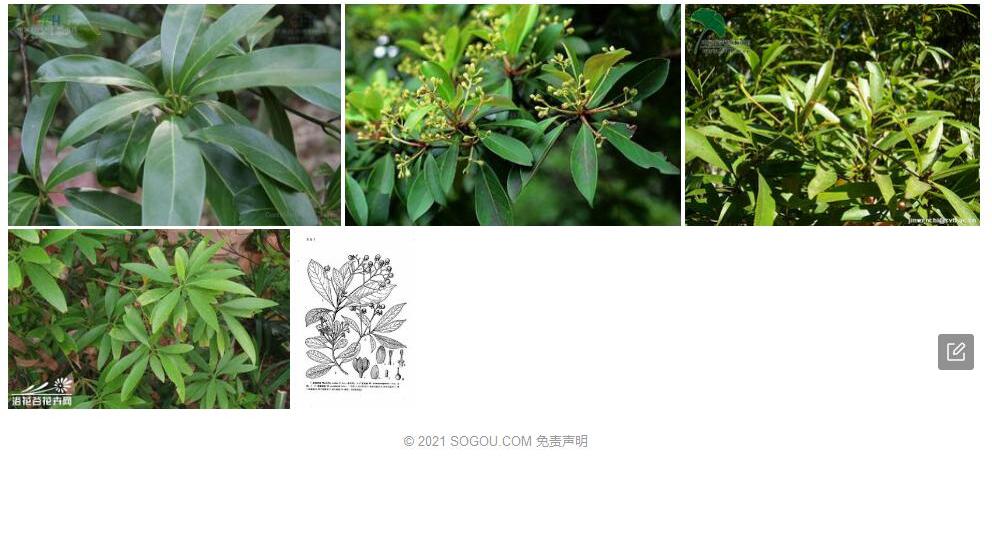 西畴润楠照片和图片/