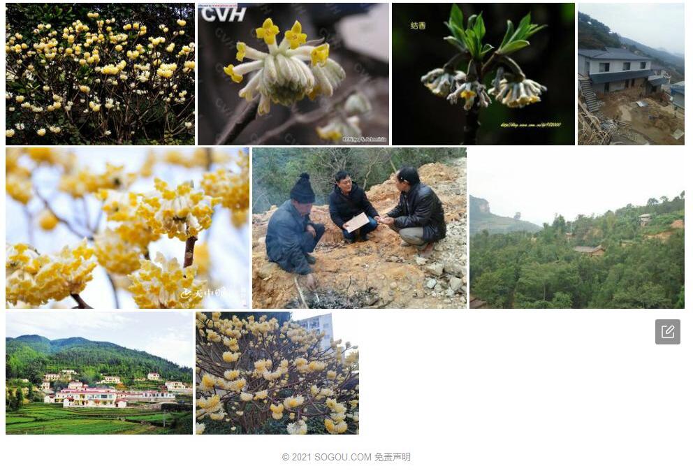 西畴结香照片和图片/