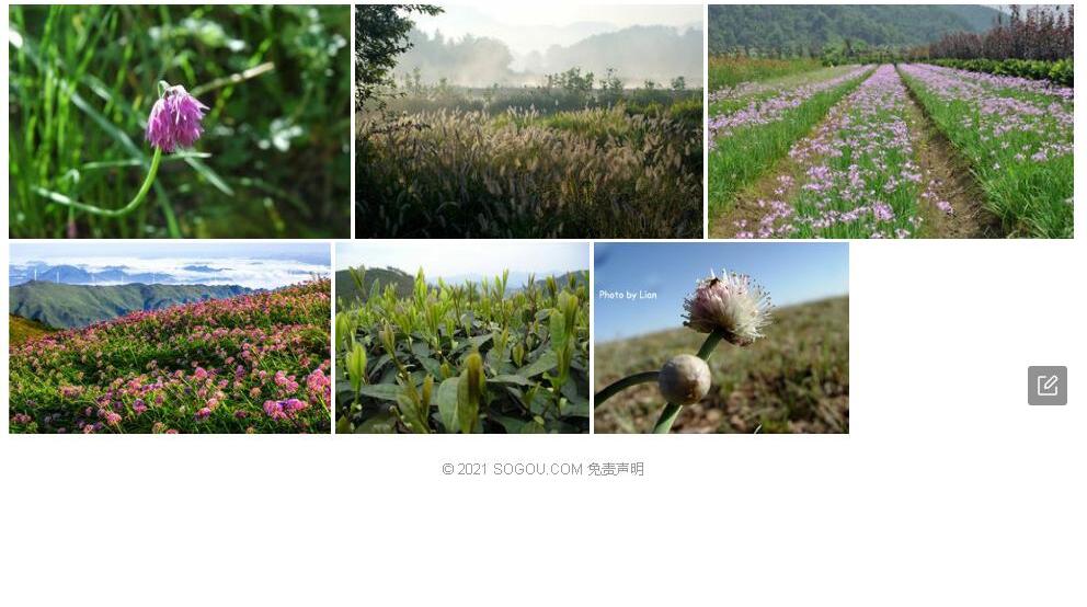 西疆韭照片和图片/