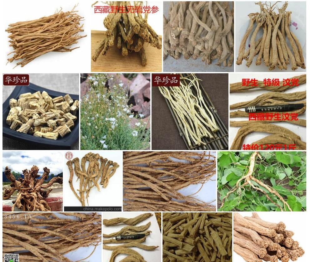 西藏党参照片和图片/