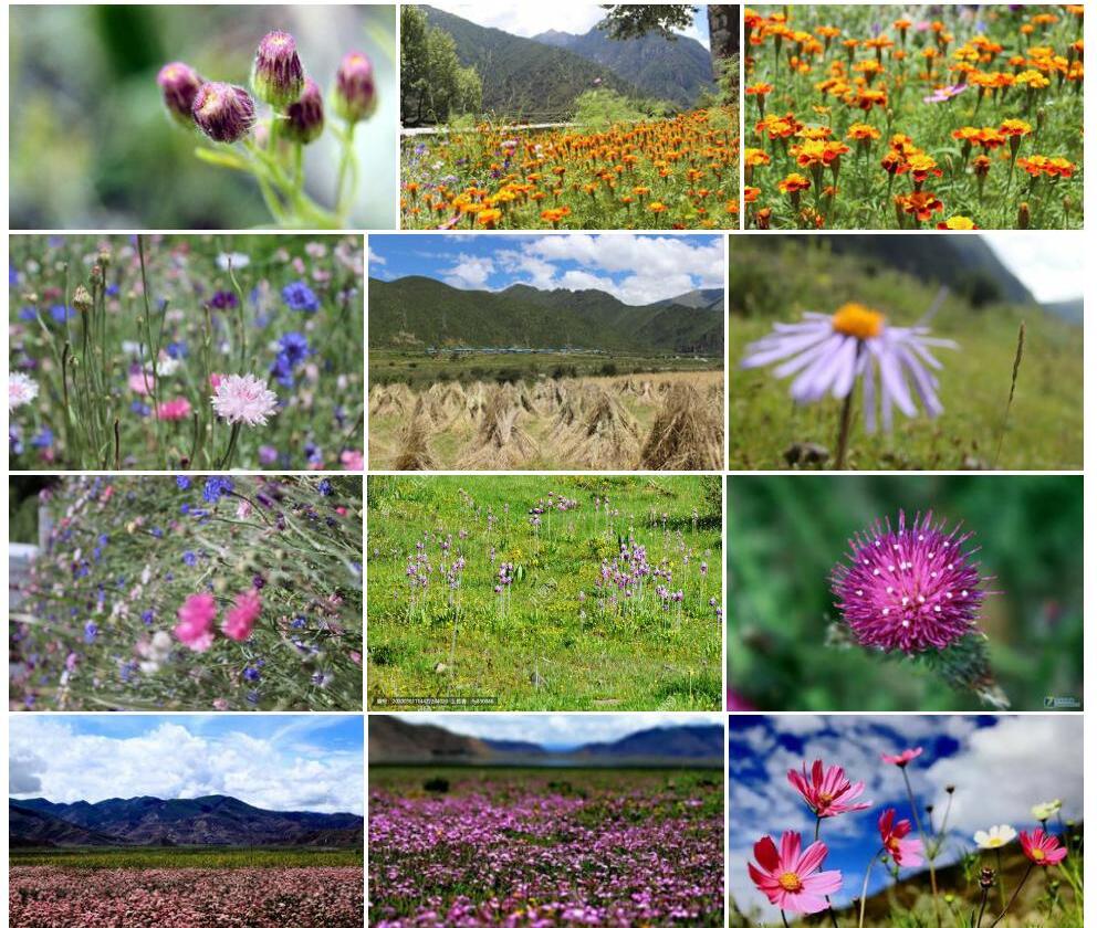 西藏单侧花照片和图片/