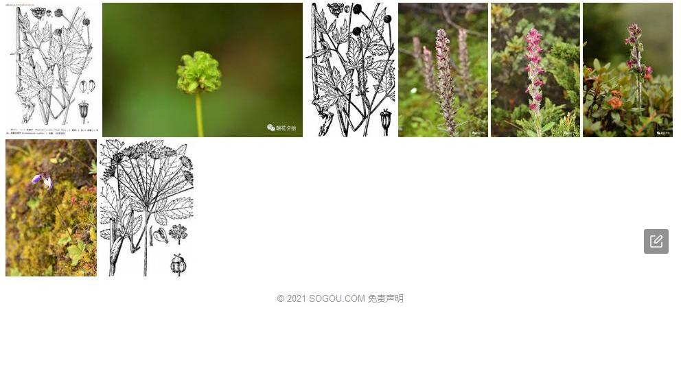 西藏单球芹照片和图片/