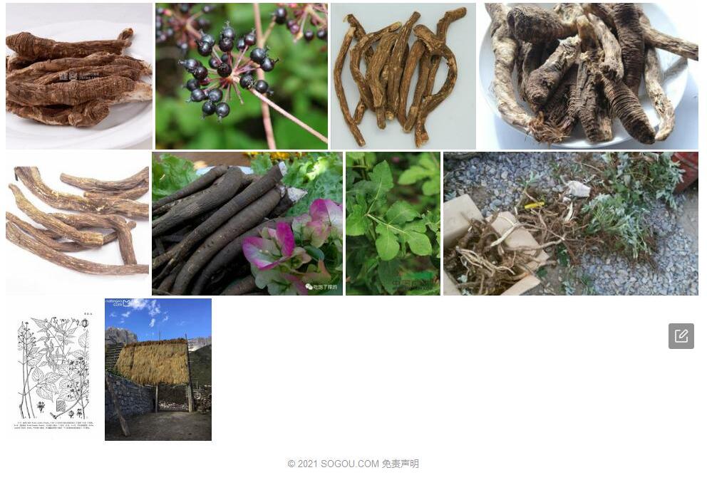 西藏土当归照片和图片/