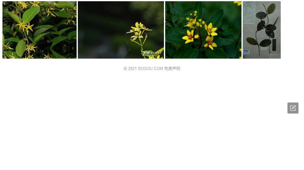 西藏弓果藤照片和图片/