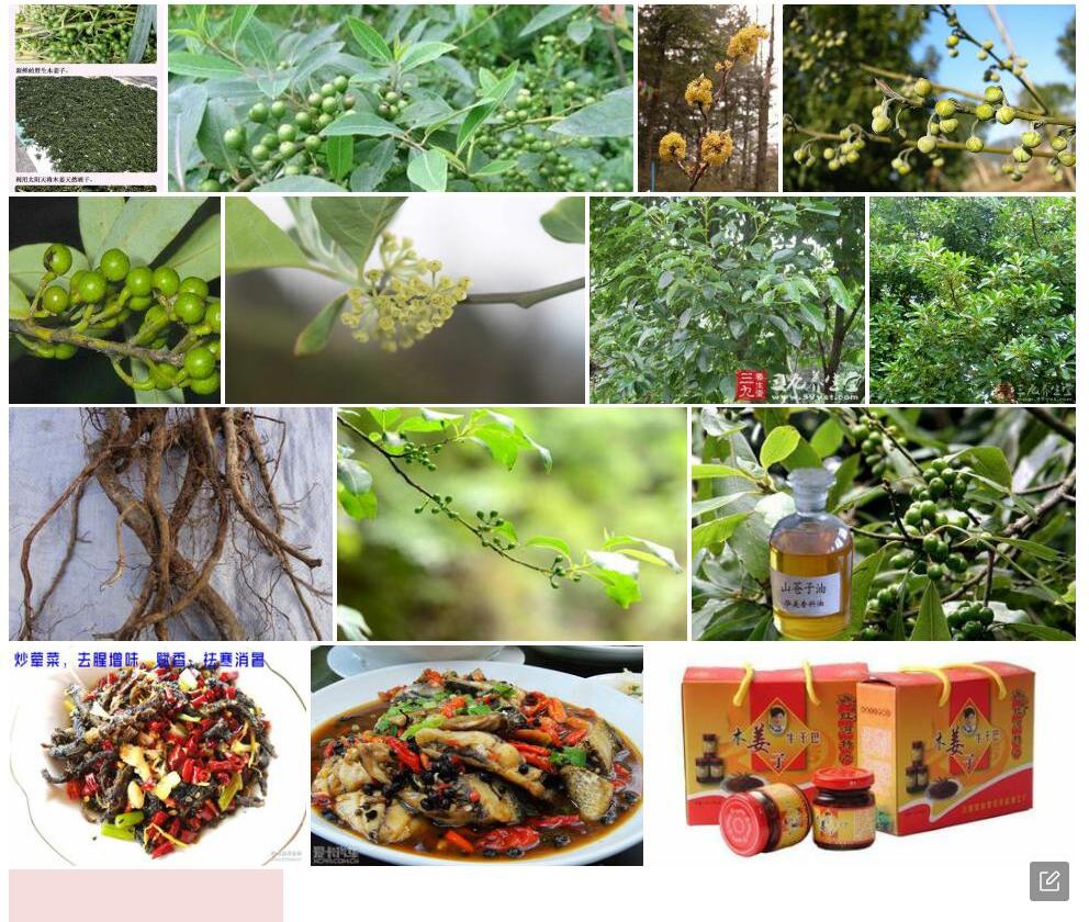 西藏木姜子照片和图片/