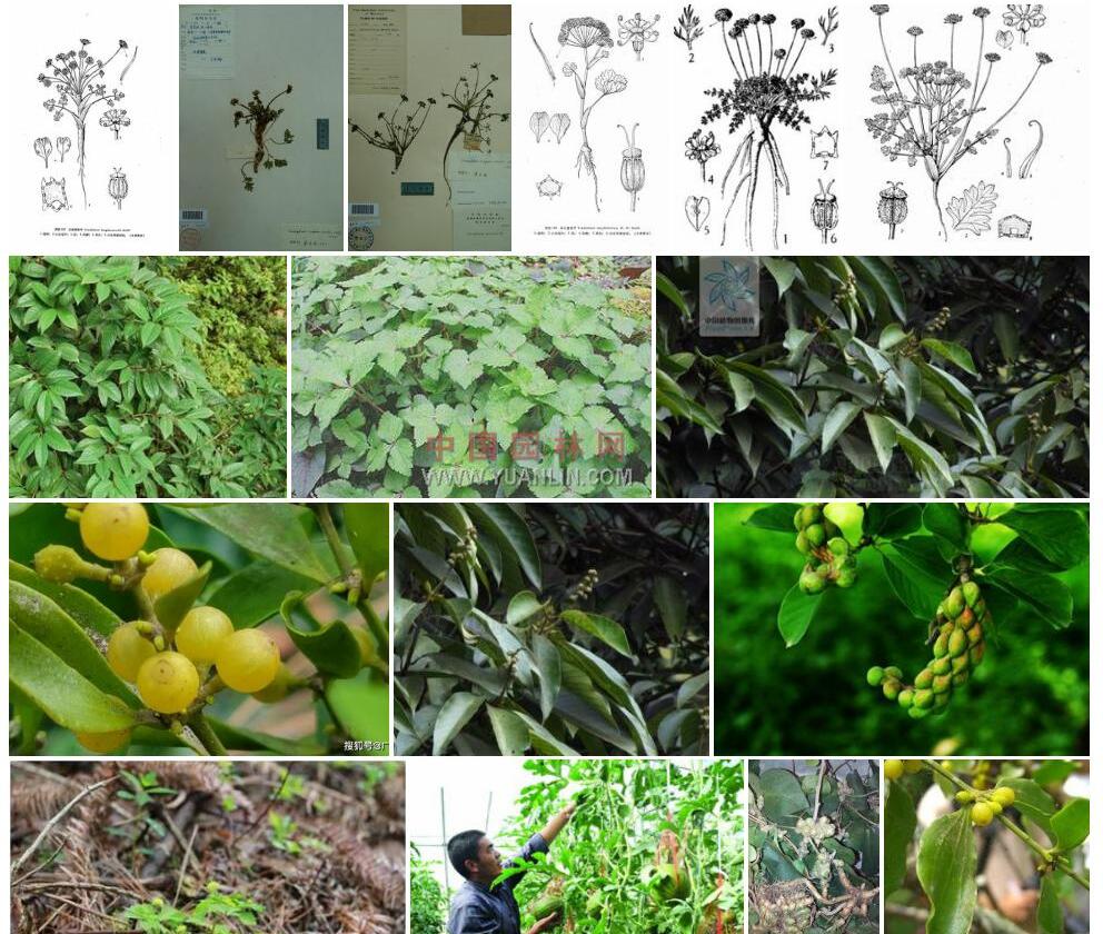 西藏瘤果芹照片和图片/