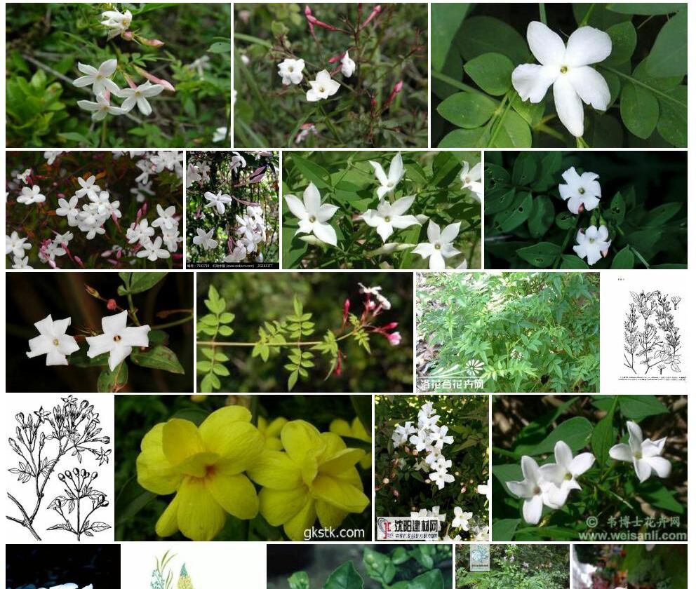 西藏素方花照片和图片/