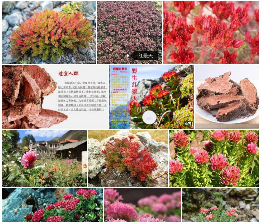 西藏红景天照片和图片/