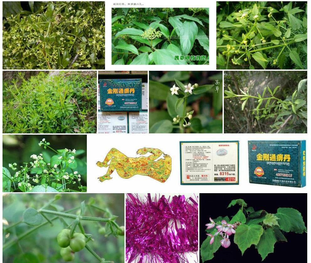 西藏茜草照片和图片/