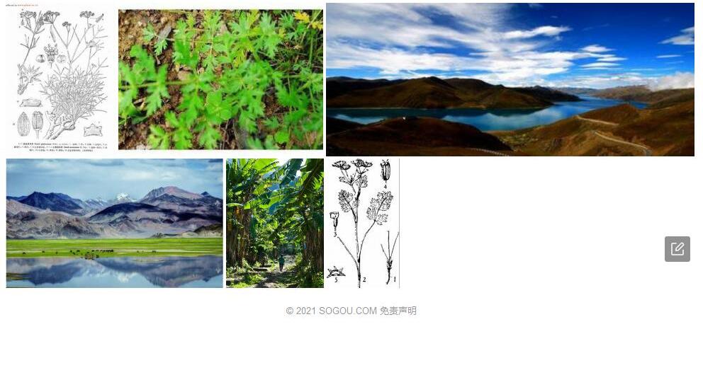 西藏西风芹照片和图片/
