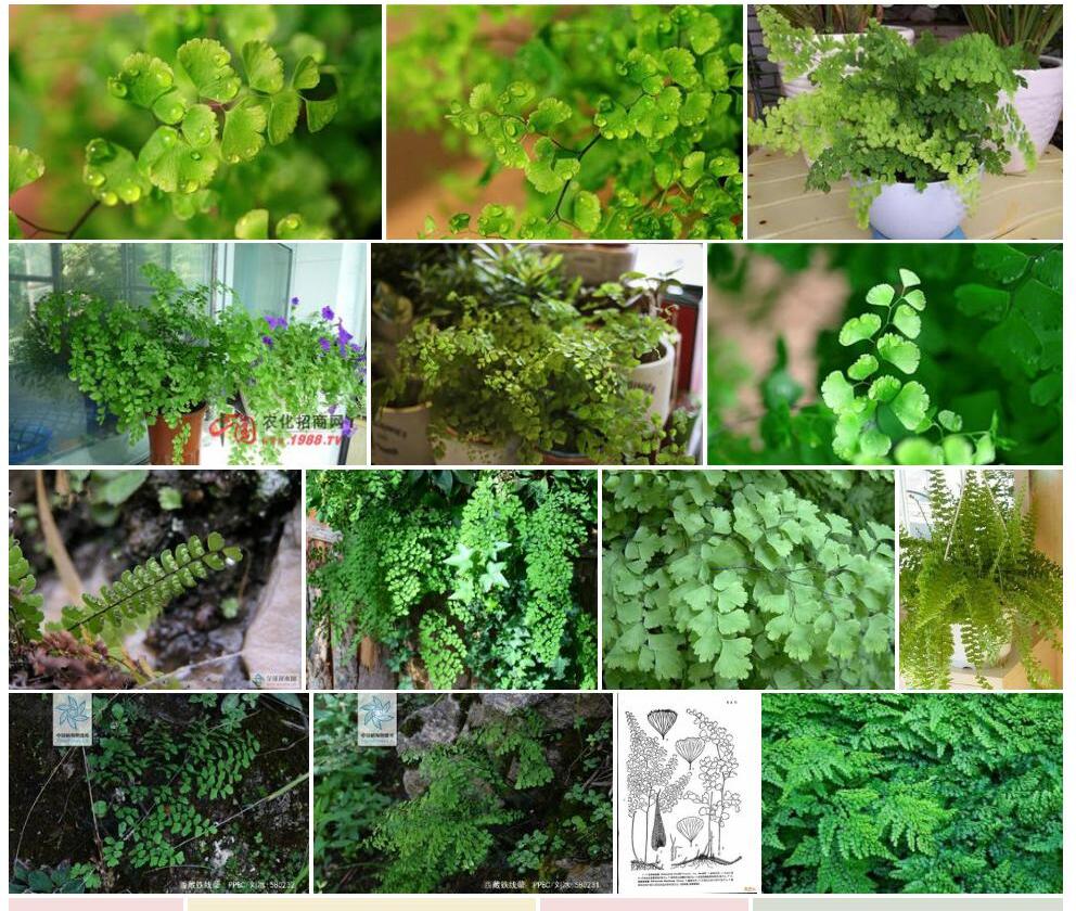 西藏铁线蕨照片和图片/