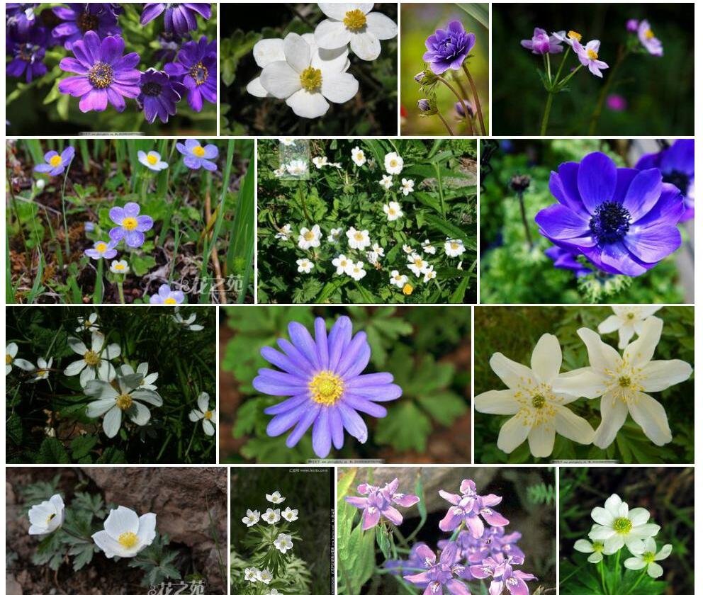 西藏银莲花照片和图片/