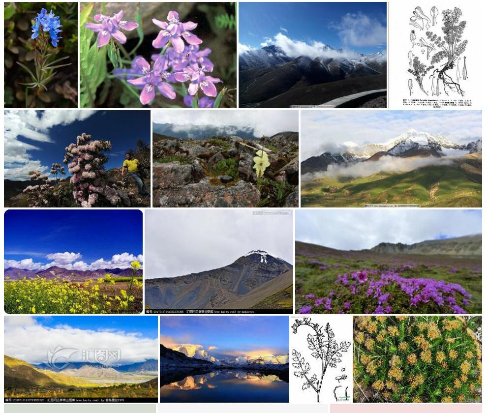 西藏高山紫堇照片和图片/