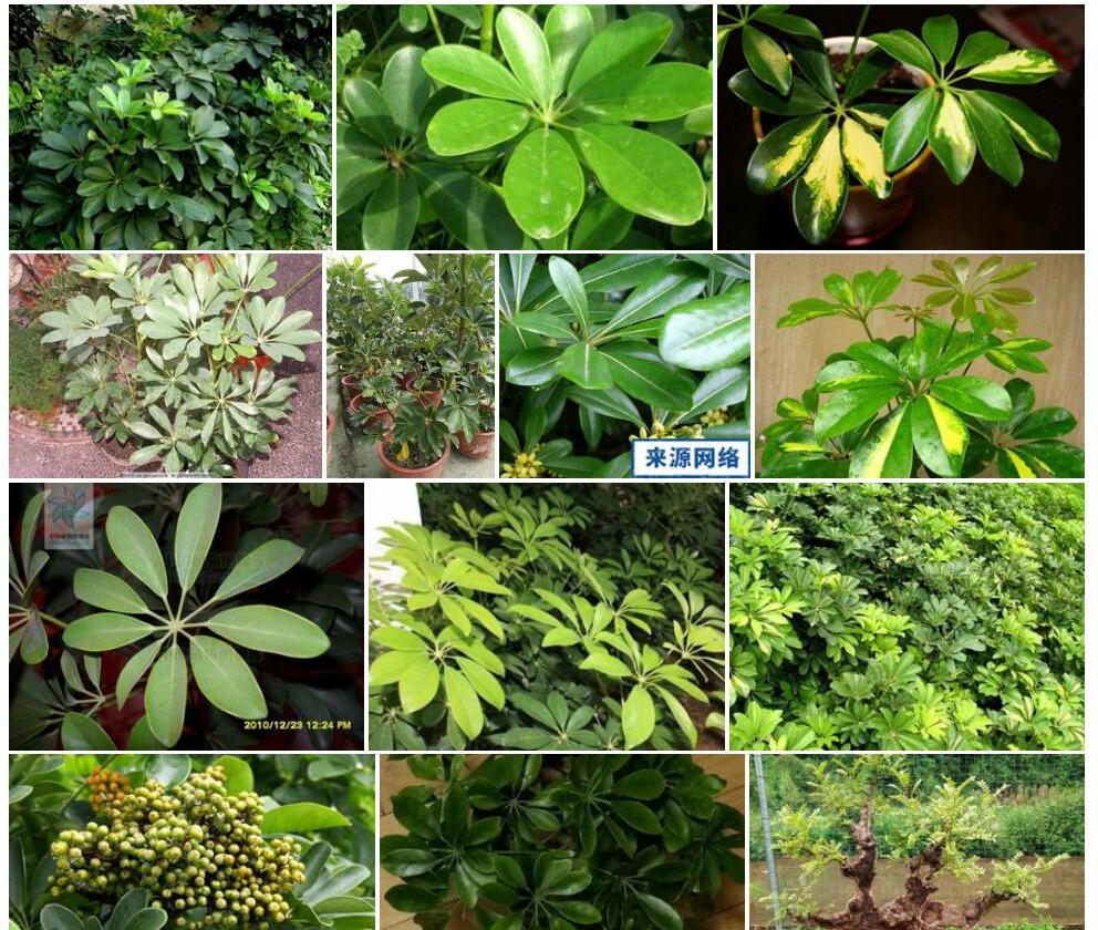 西藏鹅掌柴照片和图片/