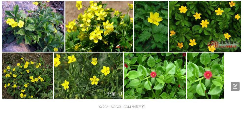 覆瓦委陵菜照片和图片/
