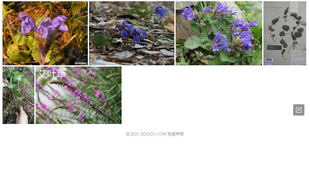 覆苞毛建草照片和图片/
