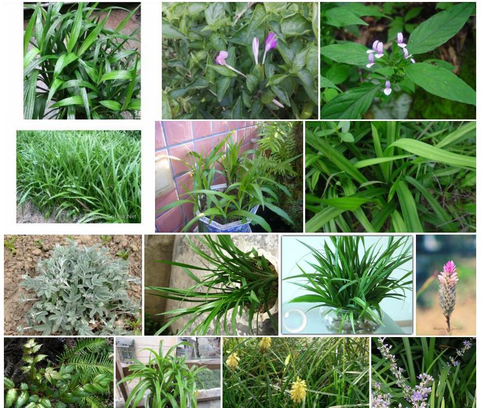 观音草照片和图片/