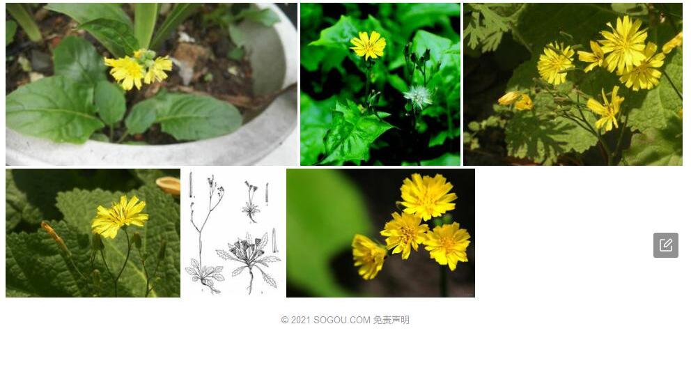 角冠黄鹌菜照片和图片/