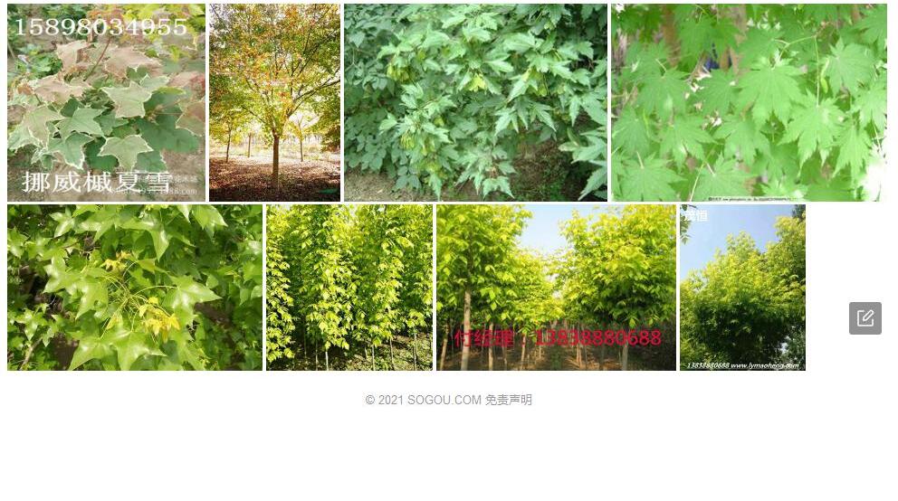 角叶槭照片和图片/