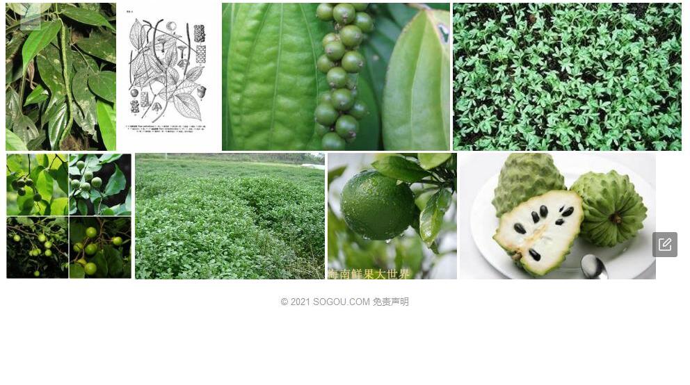 角果胡椒照片和图片/