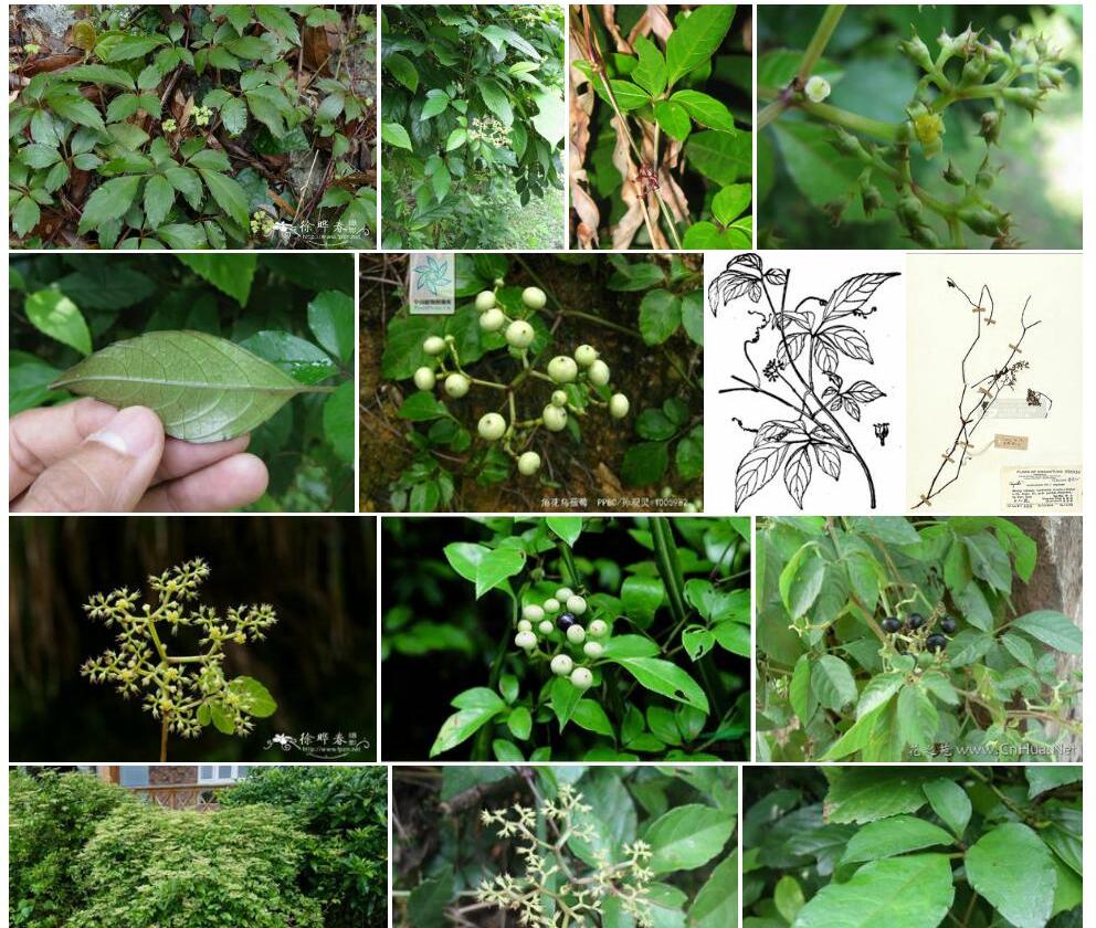 角花乌蔹莓照片和图片/