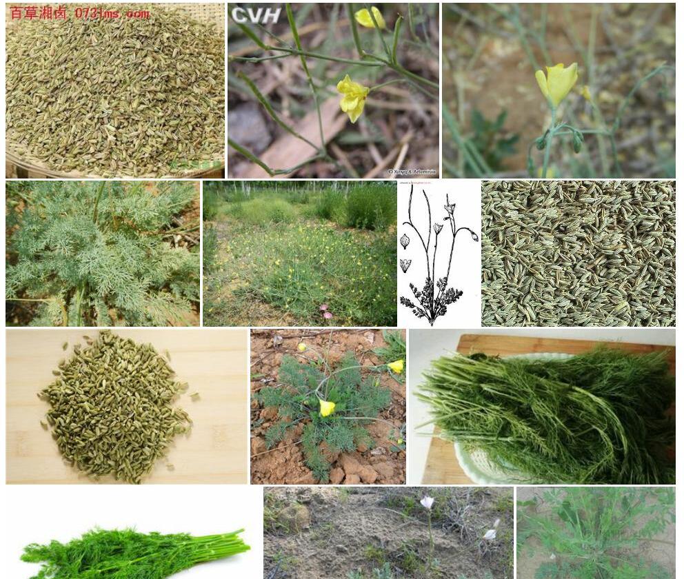 角茴香照片和图片/