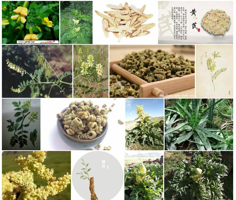 角黄耆照片和图片/