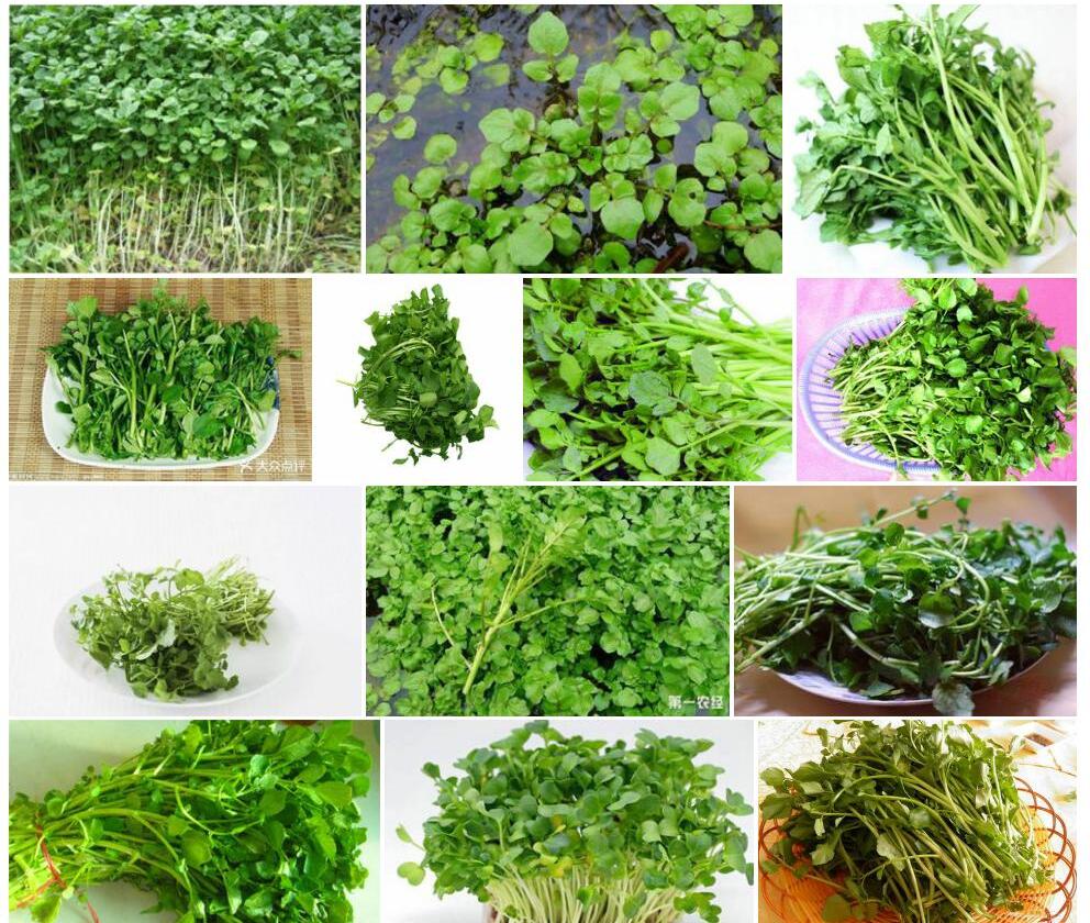 豆瓣菜照片和图片/