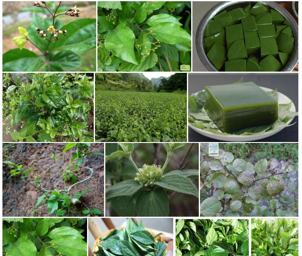 豆腐柴照片和图片/