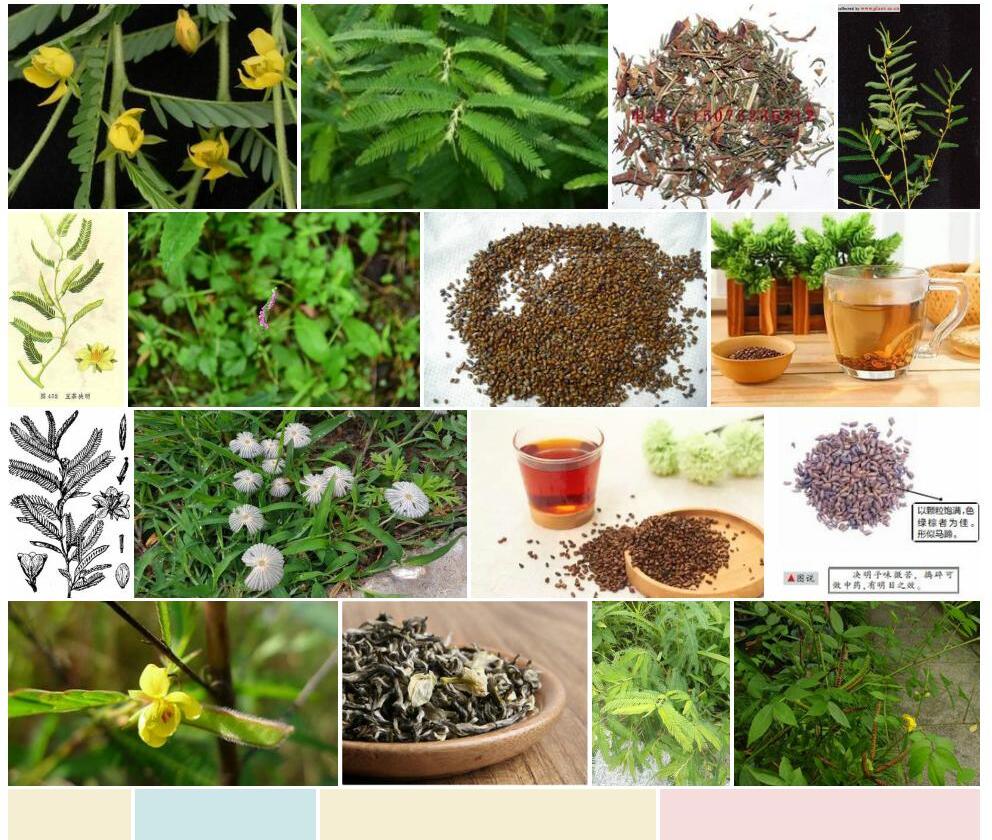豆茶决明照片和图片/