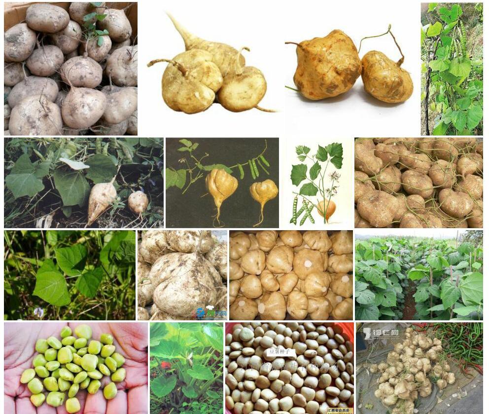 豆薯照片和图片/