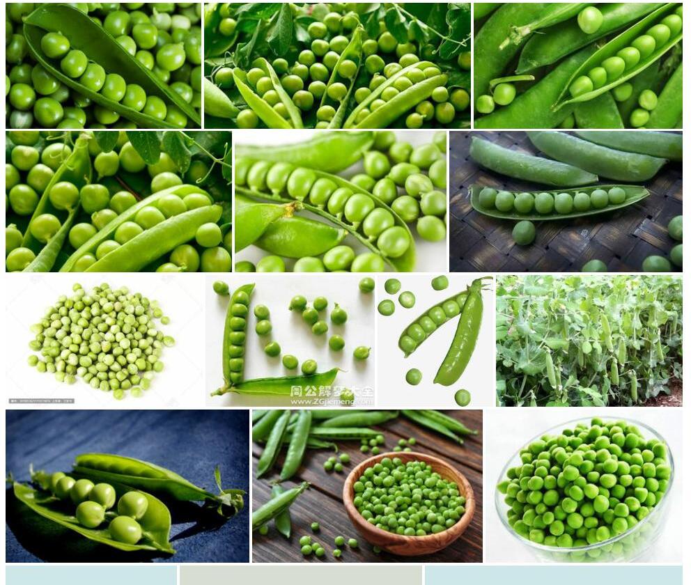 豌豆照片和图片/