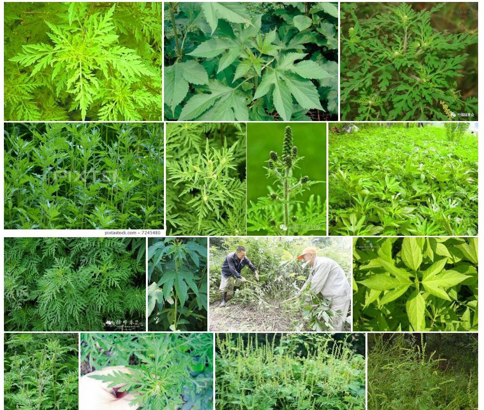 豚草照片和图片/