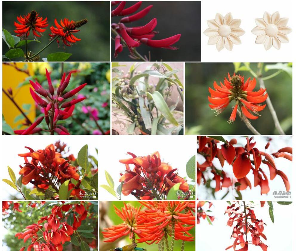 象牙花照片和图片/