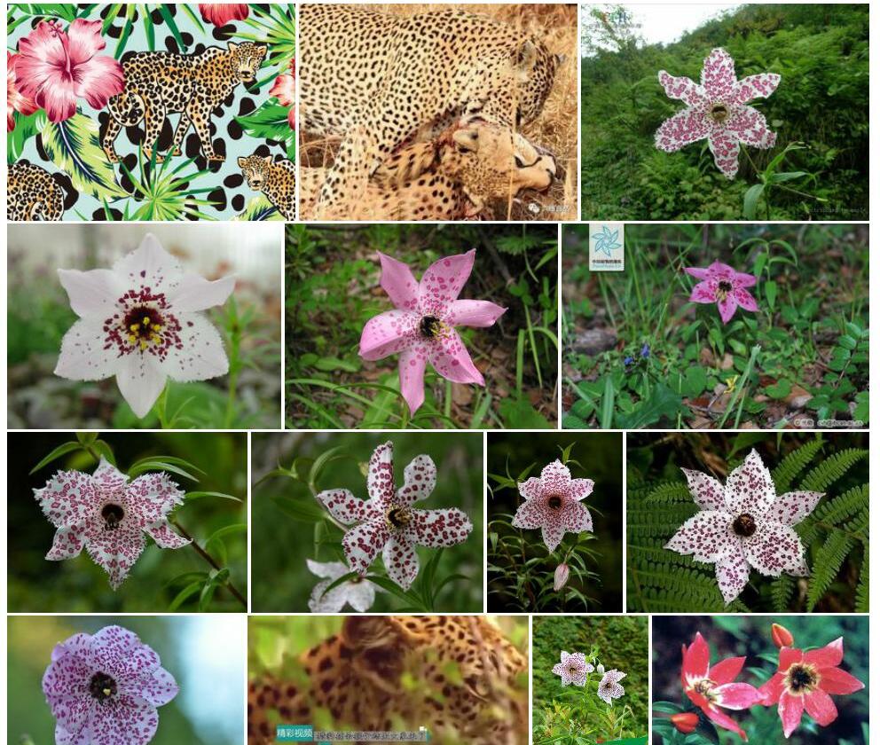 豹子花照片和图片/