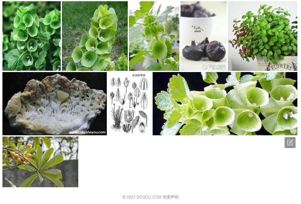 贝壳叶荸荠照片和图片/