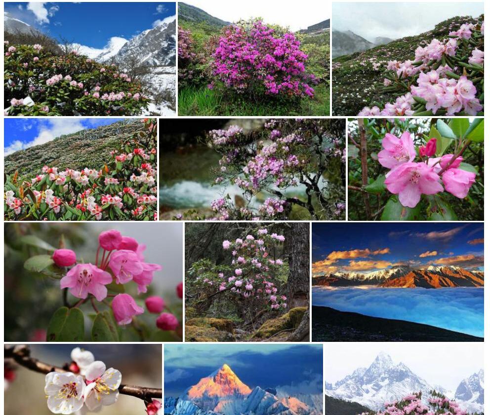 贡嘎山杜鹃照片和图片/