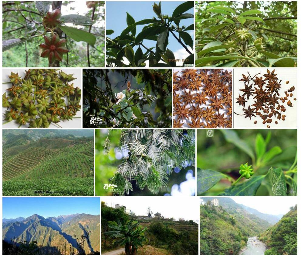 贡山八角照片和图片/