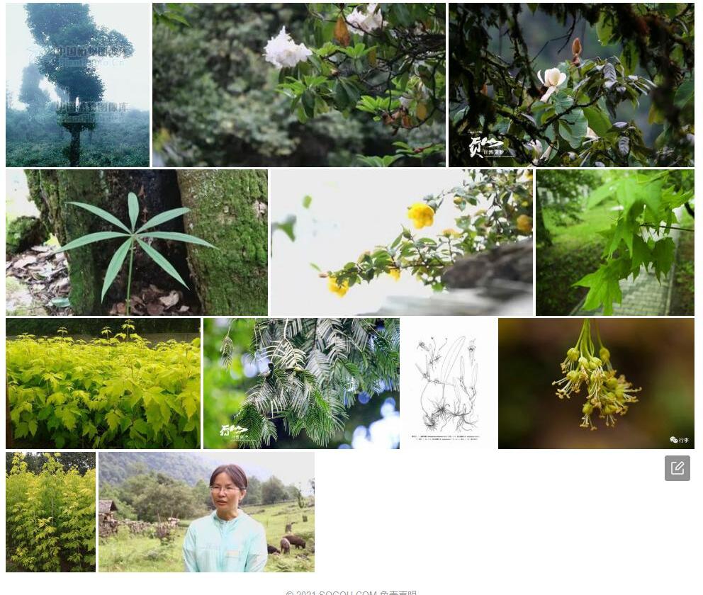 贡山槭照片和图片/